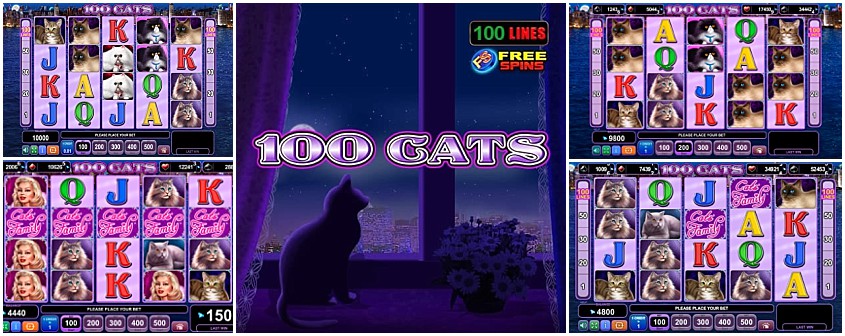 100 Cats